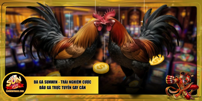 Đá Gà SUNWIN - Trải Nghiệm Cược Đấu Gà Trực Tuyến Gay Cấn
